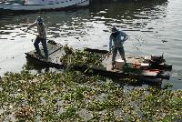 Water Lotus floating over DongGun haboure